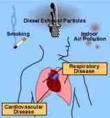 Indoor air pollutants, diesel exhaust particles and gases, and smoking can cause cardiovascular disease and respiratory diseases of the lung.