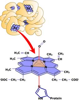 Image of Heme in Red Blood Cell.