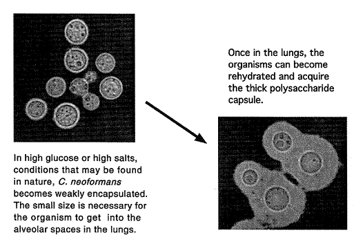 Cryptococcus-neoformans-fungus