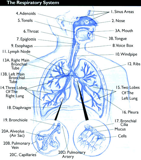 Human-Respiratory-System.gif