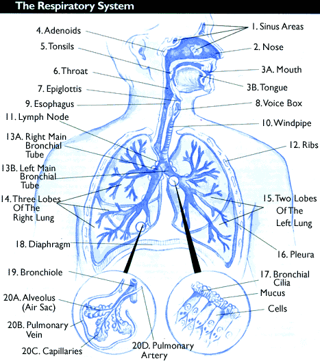 human circulatory system pictures. human circulatory system