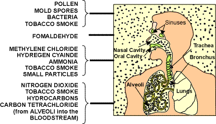 Picture of Respiratory system showing some of the most common toxic air pollutants that can damage your 