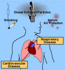 Allergy symptoms can result from a combination of indoor air pollutants inhaled into your lungs and Respiratory tract.