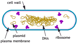 bacteria-cell.gif