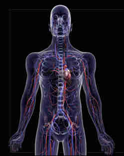 Circulatory System