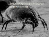 image of house dust mite