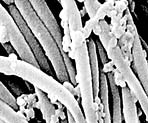 flu virus, bacteria, mold spores, pollen, dander, and dust mites are common bioaerosols