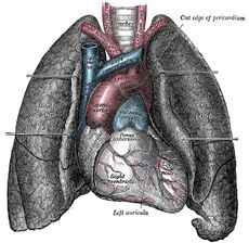 Drawing of Heart and Lungs