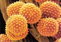 Inhaled pollen grains are a major cause of allergy symptoms and hayfever.