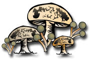 Nifty Mushrooms