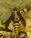 Allergic reaction to bee stings, such as from this paper wasp, results in Anaphylactic shock in some people.