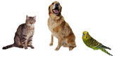 Cats, dogs, birds and other pets produce allergic reactions in many people.