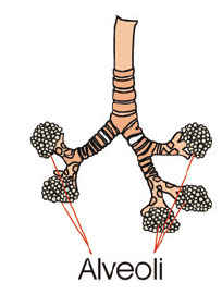 Diagram or picture of Alveoli inside lungs