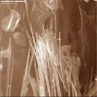 Scanning electron micrograph of the asbestos fibers known as asbestiform amphibole