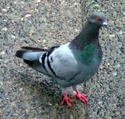 Pigeons and their droppings represent a serious health risk to humans.