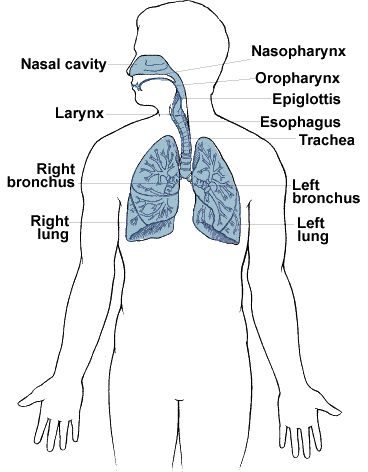 respiratory-system.gif