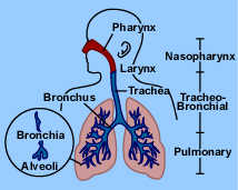 This lung diagram shows the various parts of the lungs and respiratory system.