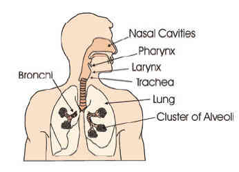 Picture or Diagram of respiratory system