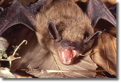 Brown bat.