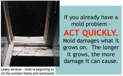 windowsill-mold.jpg