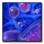 cell lipid bi-layer