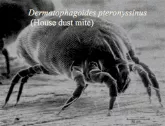image of house dust mite