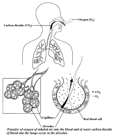 Lungs are efficient biological air exchangers.