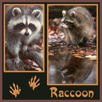 Raccoons love attics and may carry rabies.