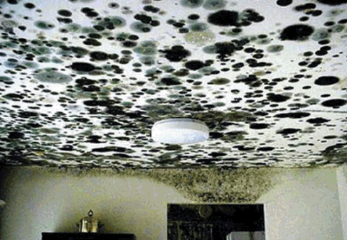 Sever Toxic Black Mold growth inside house